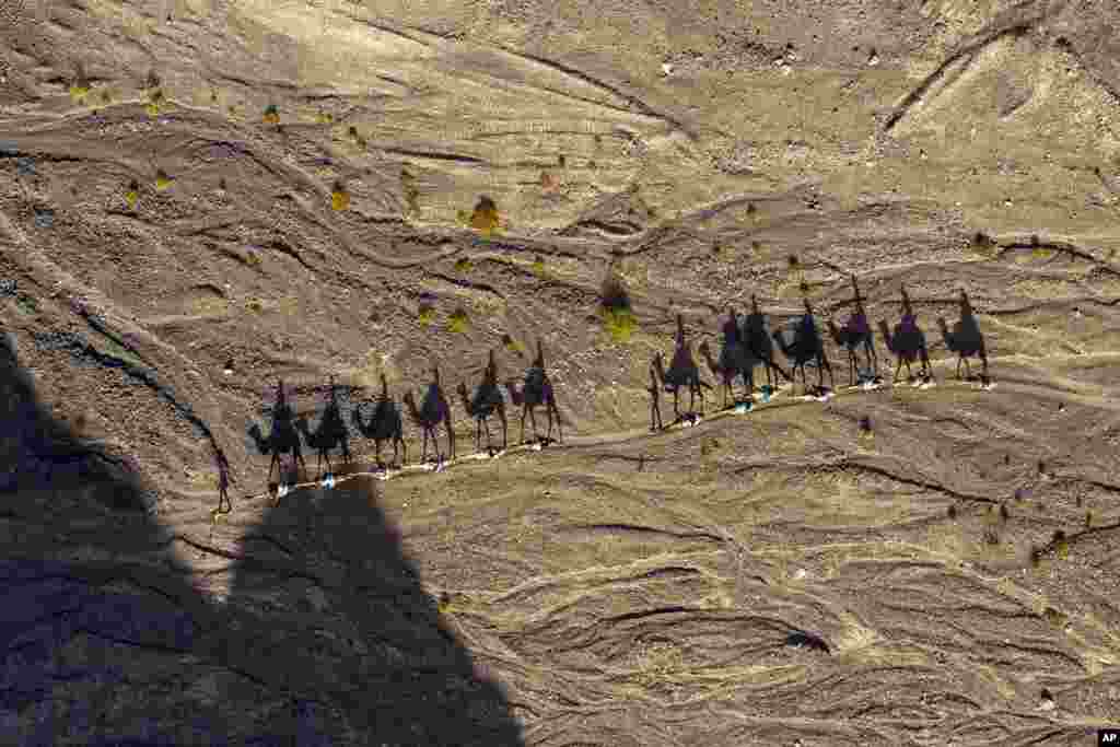 People ride on camels line during the Jewish holiday of Hanukkah, at a desert near the southern Israeli city of Eilat.