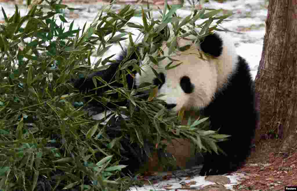 Giant panda Qing Bao sits by bamboo during his public debut at the Smithsonian's National Zoo in Washington. REUTERS/Kevin Lamarque