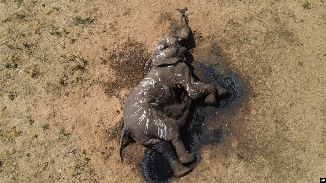 Esta foto proporcionada por el Fondo Internacional para el Bienestar Animal muestra un elefante muerto a pocos metros de una poza de agua en el Parque Nacional Hwange, el 5 de diciembre de 2023. 