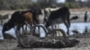 Botswana Drought Makes Wasteland of Harvests, Livestock