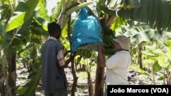 Produção de banana, Benguela