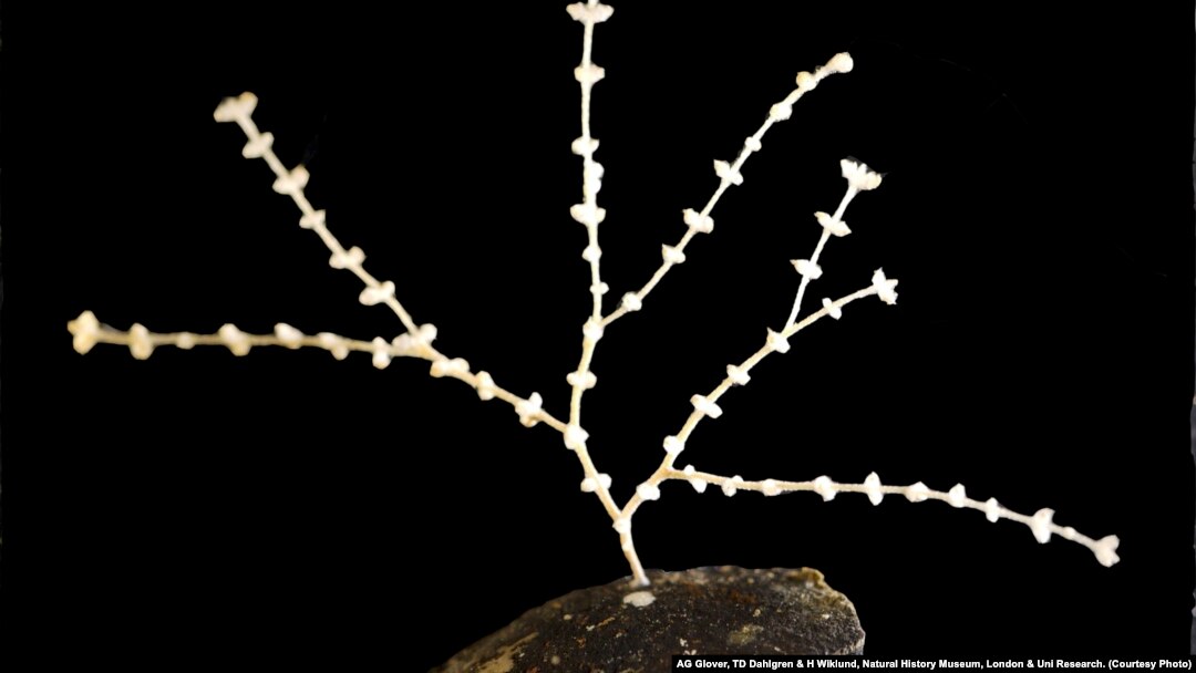 New coral genus and species Abyssoprimnoa gemina found in the CCZ zone of the Pacific Ocean, by the ABYSSLINE Project. 