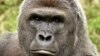 Harambe tenía 17 años y debió ser sacrificado