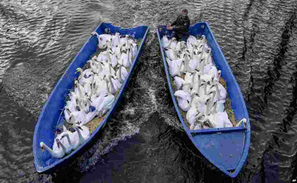 Swan carer Olaf Niess brings swans in a boat from the city center's lake to their winter home in Hamburg, northern Germany.