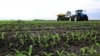 FILE - Corn stalks are seen growing on a farm field near Chandlerville, Illinois, May 25, 2013. 