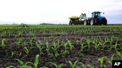 FILE - Corn stalks are seen growing on a farm field near Chandlerville, Illinois, May 25, 2013. 