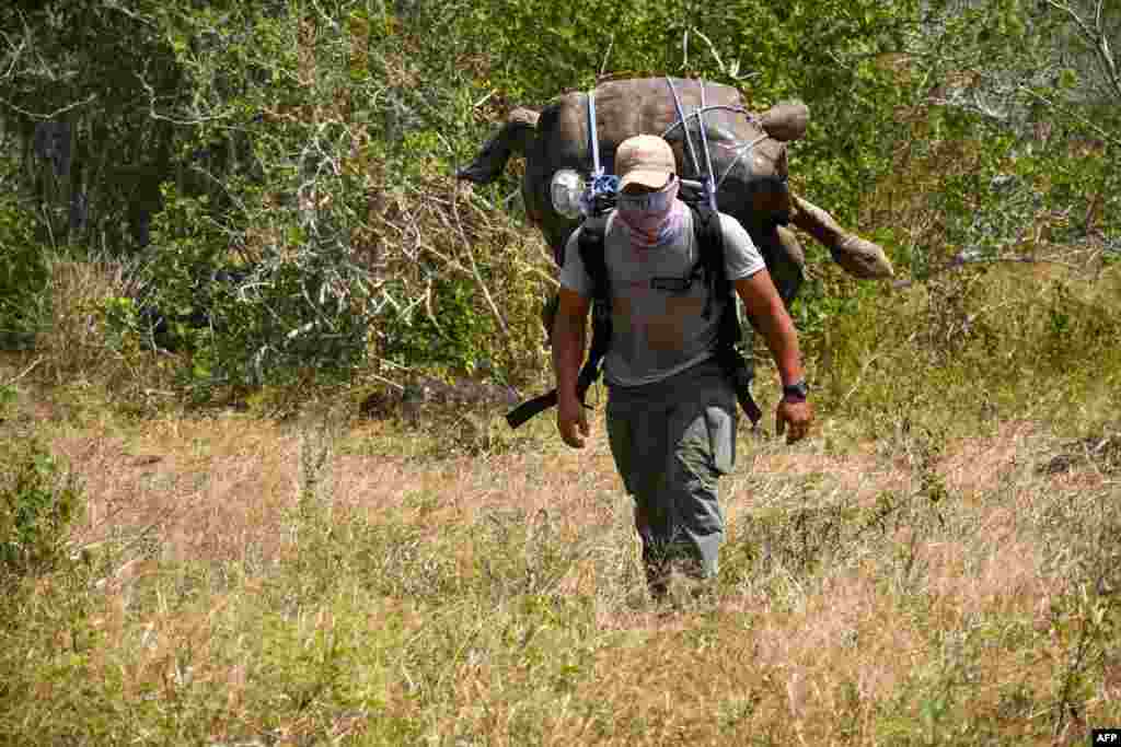 In this handout picture released by Parque Nacional Galapagos (Galapagos National Park) a park ranger moves Diego, a chelonidis hoodensis turtle, to the area called Las Tunas, 2.5 km off the coast of Espanola Island in the Galapagos archipelago, Ecuador.