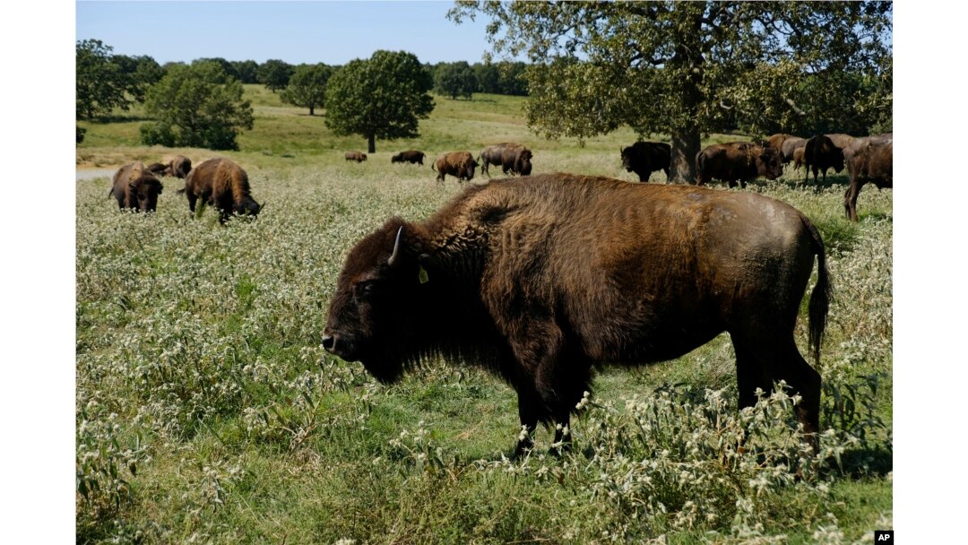 FILE - A herd of bison grazes during midday at a Cherokee Nation ranch in northeastern Oklahoma on Sept. 27, 2022. (AP Photo/Audrey Jackson, File)