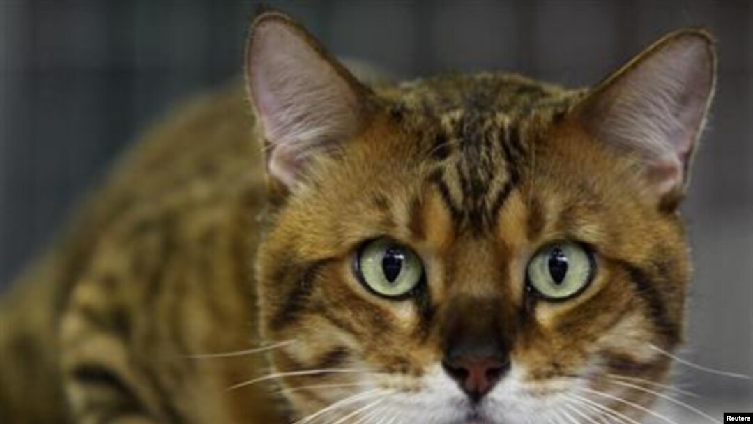 cat 
